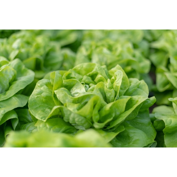 WALWIN RZ product photo front L