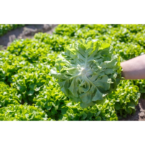 KIRIBATI RZ  product photo view-3 L