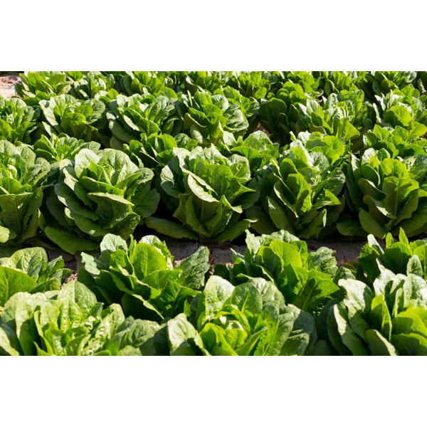 COVERUS RZ (41-CO7367) Knox™ product photo view-5 L