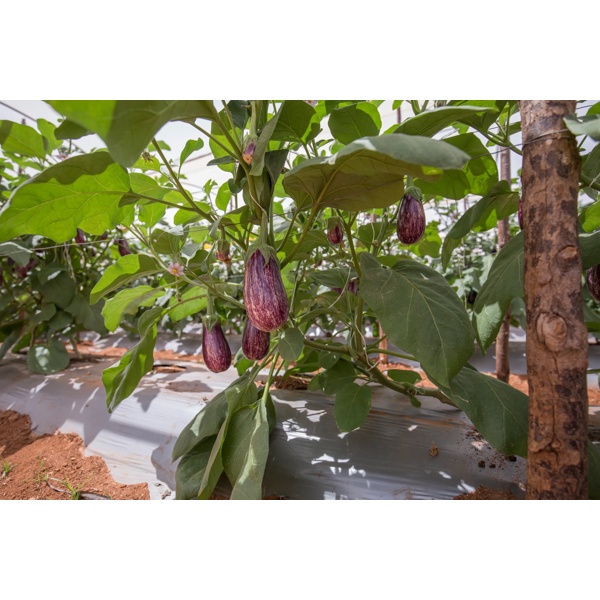 10-902 RZ product photo view-3 L
