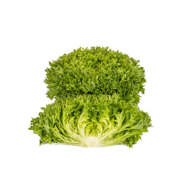 Segonzac、LE COMPOTIER VERT、海外版超希少レゾネ Exabreeze RZ | Salanova Coral Lettuce Seeds | Rijk Zwaan