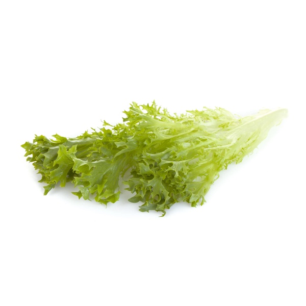 Salanova® EXPERTISE RZ (79-27) - Lettuce | Rijk Zwaan