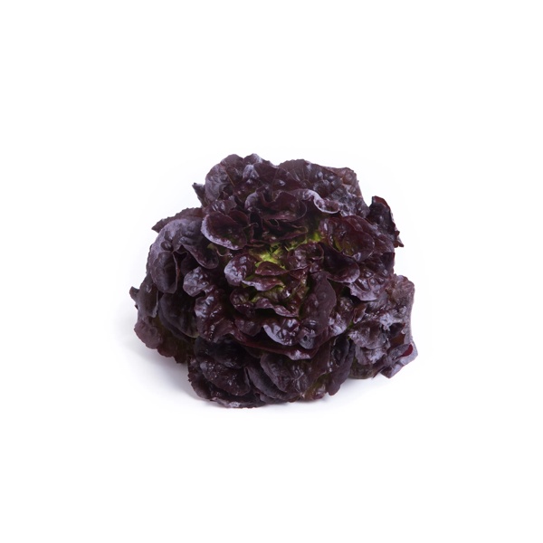 BONARDA RZ product photo view-4 L