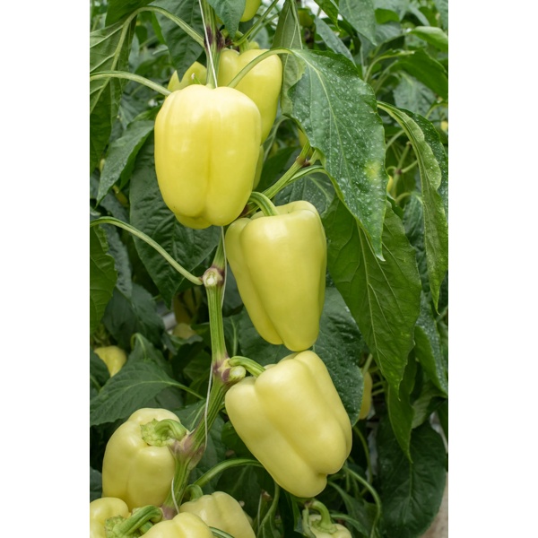 BURABELLA RZ F1  product photo view-3 L