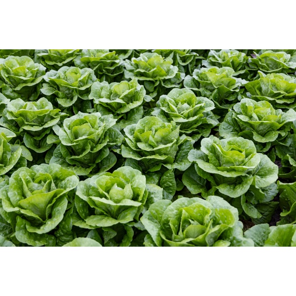 ZARATE RZ (41-CO1734) Knox™ product photo view-2 L