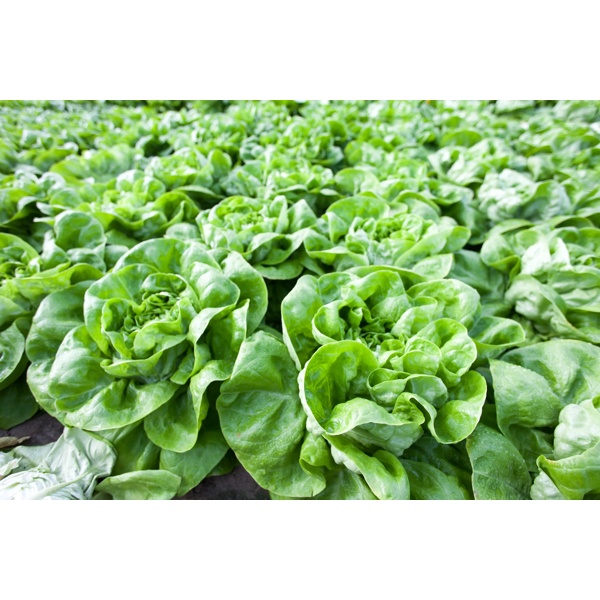 HALEWYN RZ product photo view-2 L