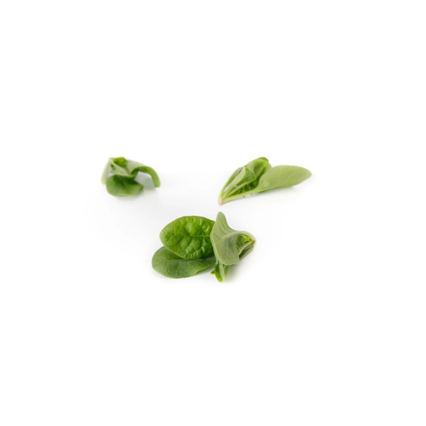 PARAKEET RZ F1 (51-715) product photo view-2 L