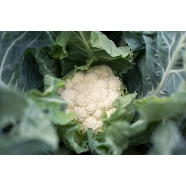 ORMONDE RZ F1  product photo view-2 L