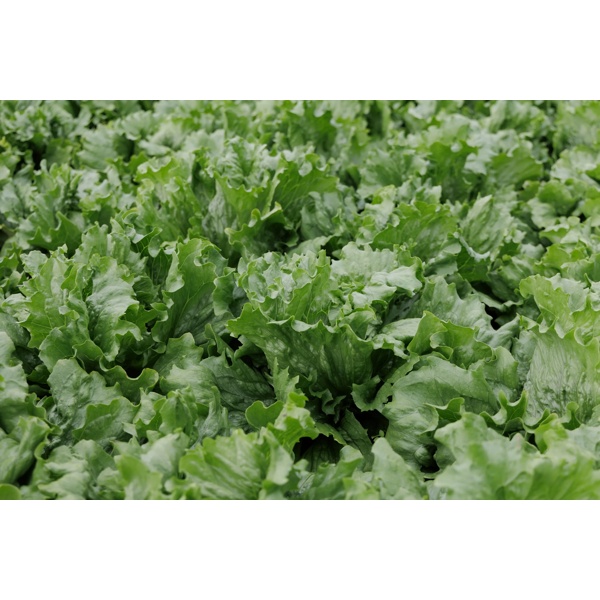 FRIDANAS RZ (45-IC2431) product photo view-2 L