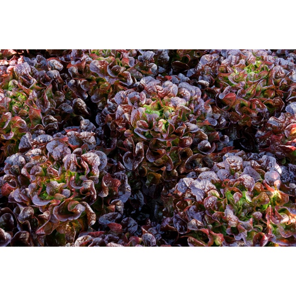 CONTRAI RZ (83-566) product photo view-2 L