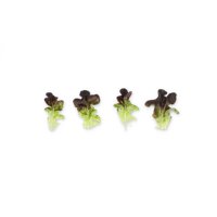 XAPIA RZ - Lettuce | Rijk Zwaan USA