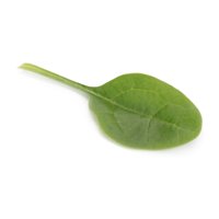 CABEZON RZ F1 product photo