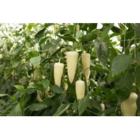 بيراميس آر- زد product photo