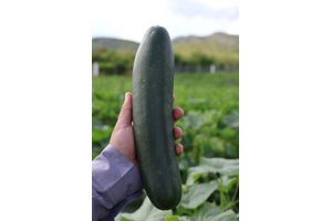 LUNDAN RZ product photo
