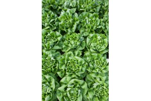 HALEWYN RZ product photo