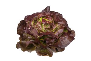 JERRICAN RZ (43-539) product photo