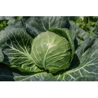 FELISSIMA F1 (30-WC784) product photo