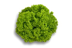 LOZANO RZ product photo