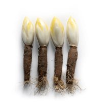 JARIX RZ F1 product photo