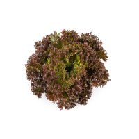 SCAMANDER RZ (44-CL5001) product photo