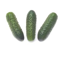 SONATE RZ F1 product photo