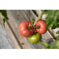 ESMIRA RZ F1 (73-911) product photo