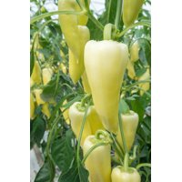 COMBINO RZ F1 product photo
