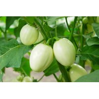 BENUE RZ F1  product photo