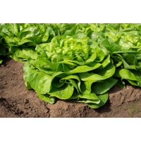 EVADNE RZ (42-480) product photo