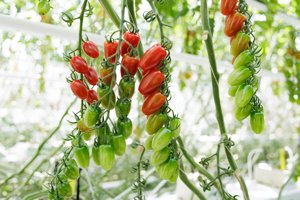 BALTHASETTO RZ F1 (72-MP0034) - Tomato | Rijk Zwaan