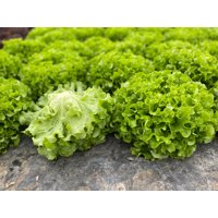 BARNABIE RZ (80-BA1040) product photo