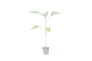 NICKEL RZ F1  product photo