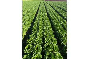 BALTIUS RZ Knox™ product photo