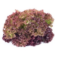 FLORIANTINE RZ product photo