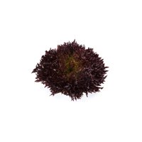 BLASTEX RZ (79-76) product photo