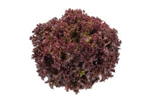 CARNELIAN RZ product photo