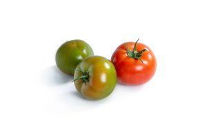 ARYSTEMA RZ F1 product photo