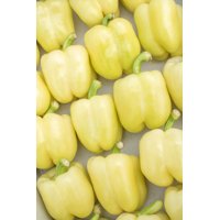 BURABELLA RZ F1  product photo