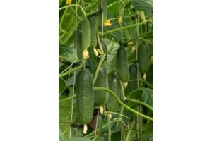LEHAR RZ F1 product photo
