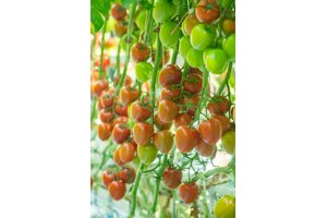 PLUMOLA RZ F1 product photo