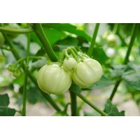 LIMPOPO RZ F1  product photo