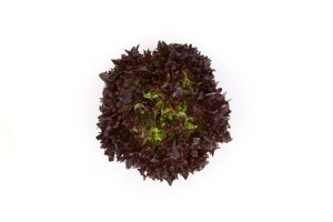 HAFLEX RZ product photo