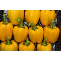 MATTHEWS RZ F1 product photo
