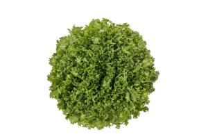 SINTINAL RZ (11-FR1906) product photo