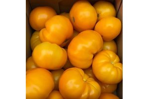 KUMBULU RZ F1 (72-BF0101) product photo