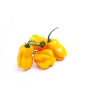 LOLEZA RZ F1  product photo