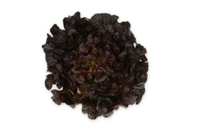 COLAI RZ product photo