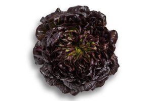 KLEE RZ product photo