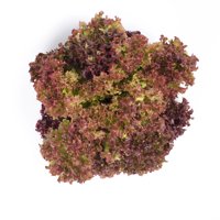 CORENTINE RZ (86-79) product photo