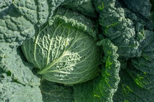 MADLENE RZ F1 product photo